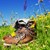 Wanderschuhe auf Sommerwiese